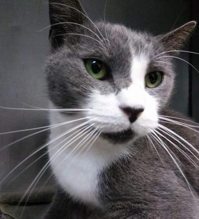 After 3 Years A New Orleans Cat Is Reunited With Her Owner