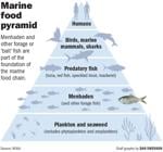 051622 Menhaden marine food pyramid