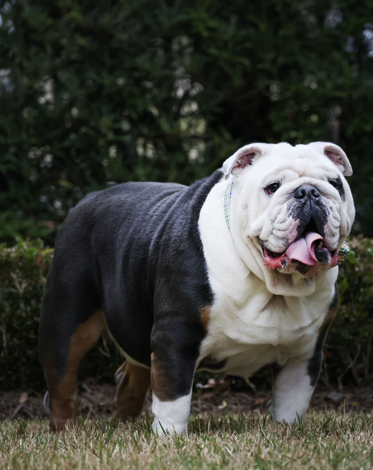 Black swamp hot sale bulldogs