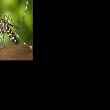 Things that sting: How to handle bug bites in South Louisiana