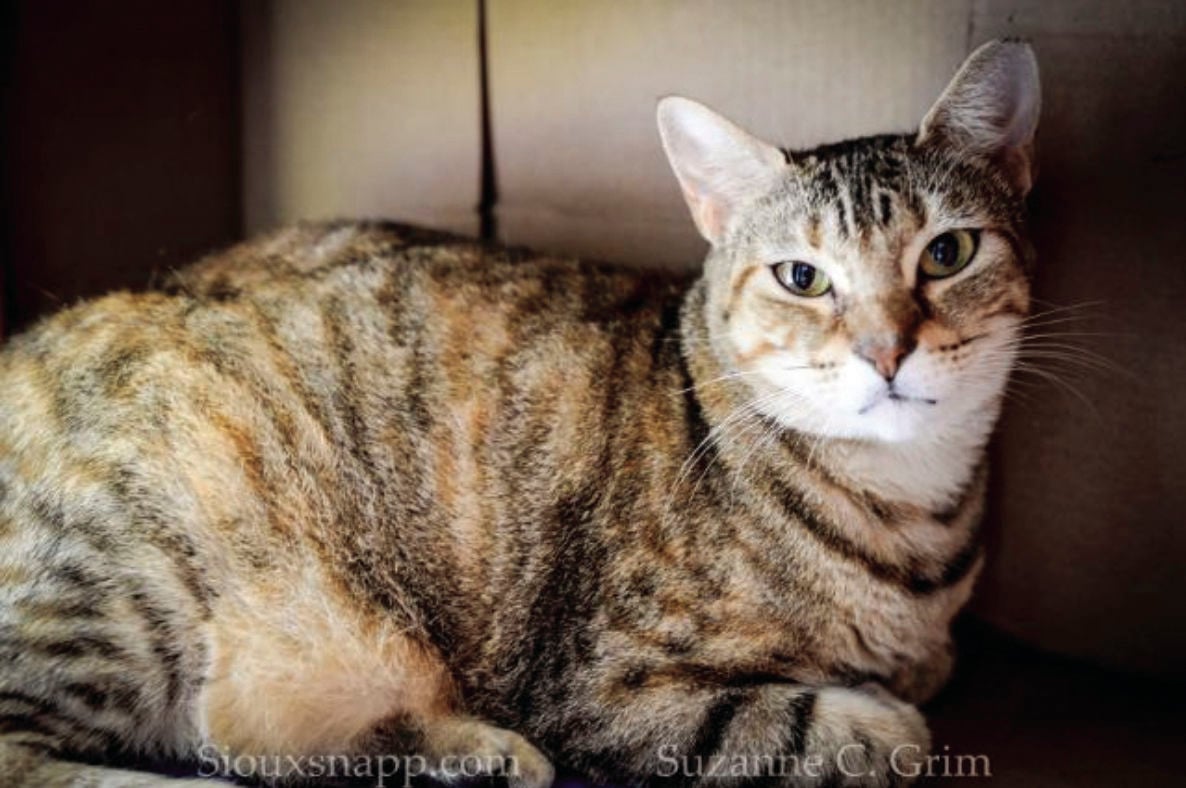 dog itching ear and licking paw