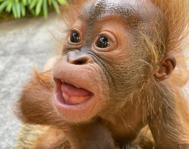 Orangutan Roux-2.6.22.jpg (sponsored content)