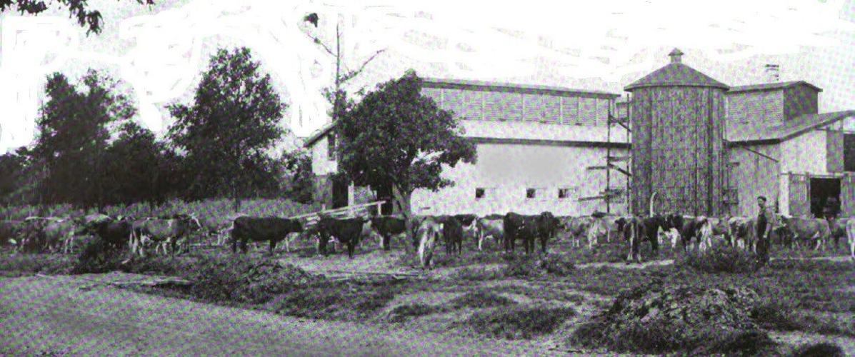 Amite Dairy Farm in 1910.jpg