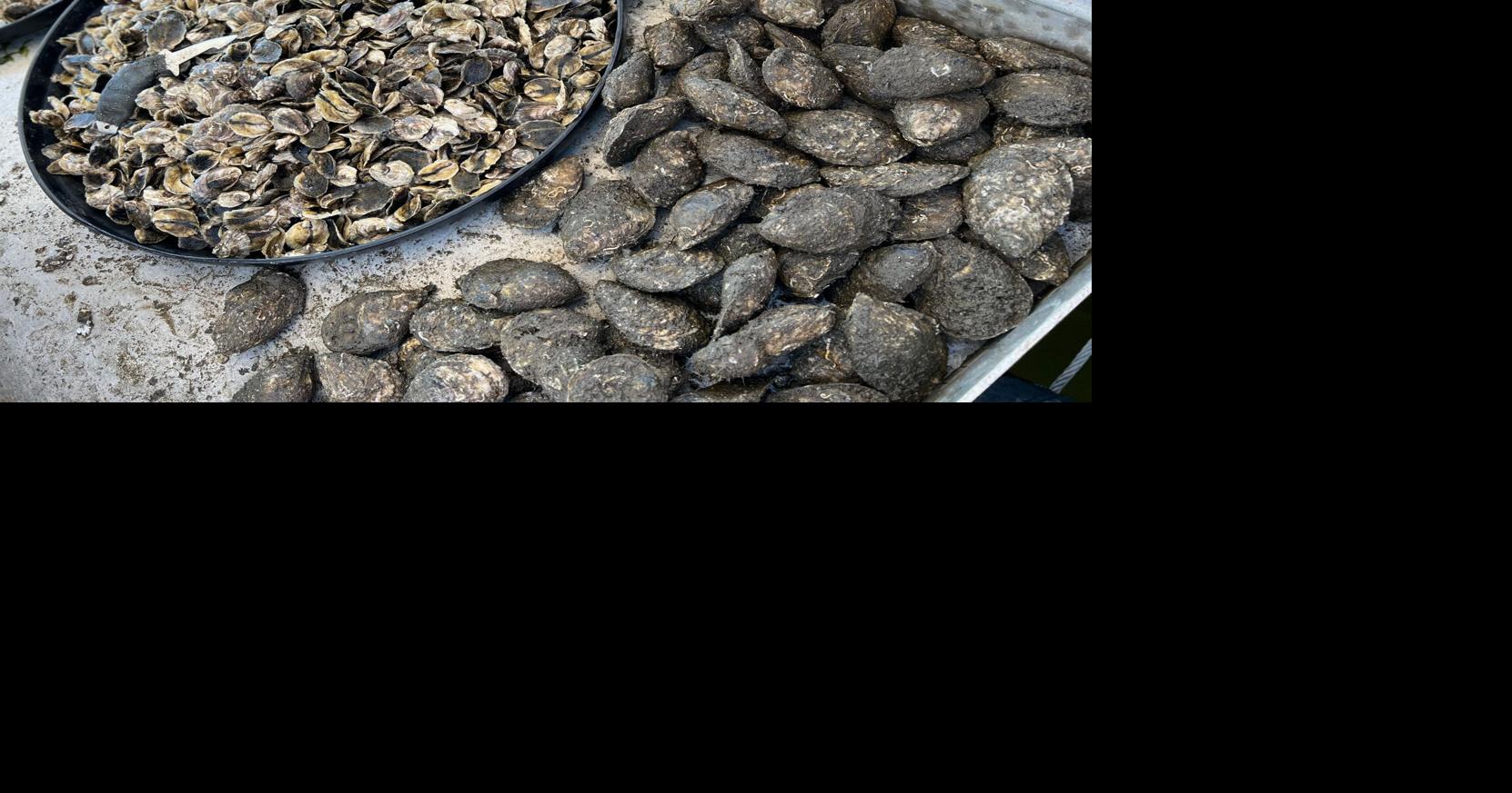 oysters assortment