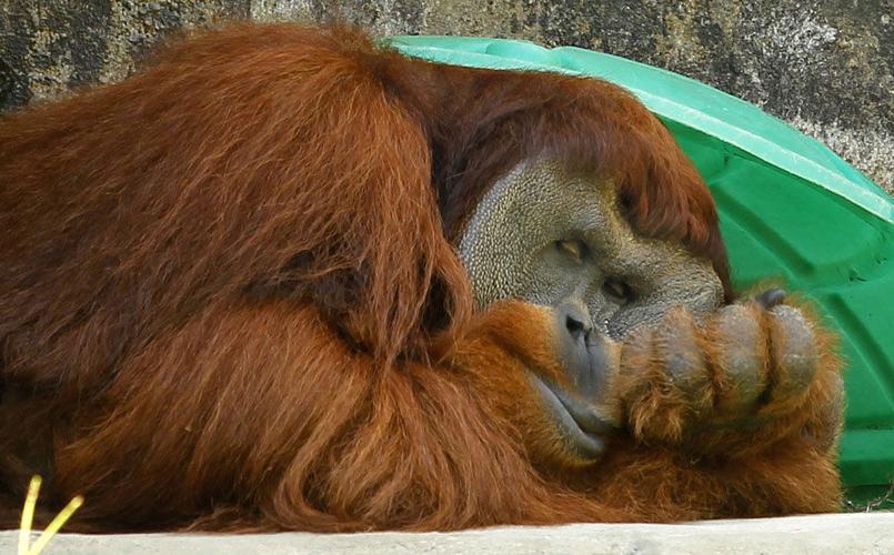 Zoobilation and more things to do in New Orleans Wednesday Louisiana Zoobilation and more things to do in New Orleans Wednesday Louisiana