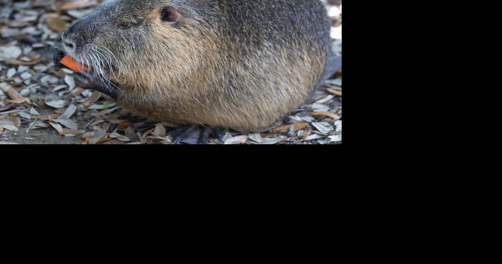 Did nutria at Audubon Zoo see her shadow on Groundhog Day? Watch video