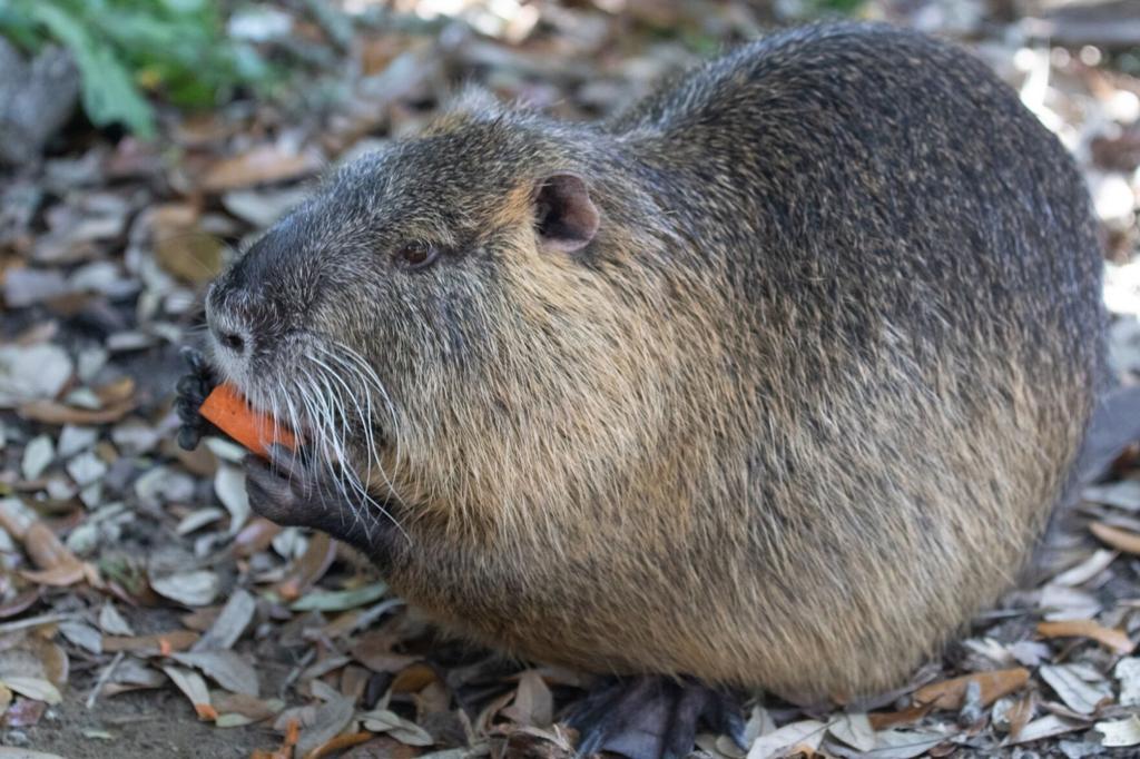 Nutria in Virginia? Yes, and special dogs are helping find the giant rat  invaders | Environment 
