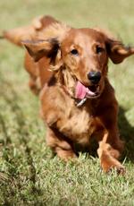 Dograce.tam.102622.4129.jpg (copia)