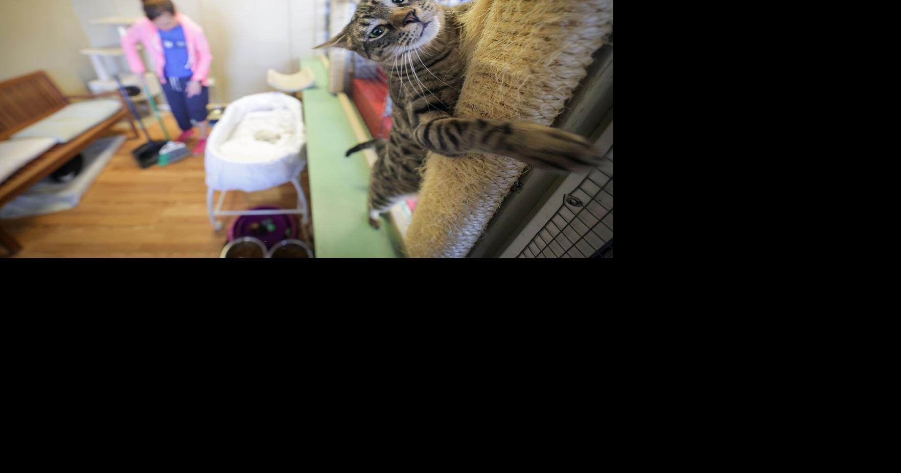 Why a cat’s claws may matter more than you think: A case against declawing