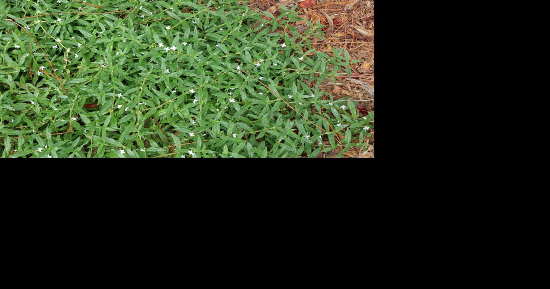 Ridding lawn of buttonweed is tough job: Dan Gill's advice | Home ...