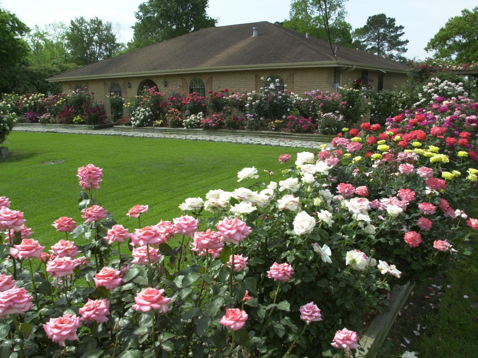 Hot Times Are Tough For Roses Here S How To Keep Them In The Pink Home Garden Nola Com