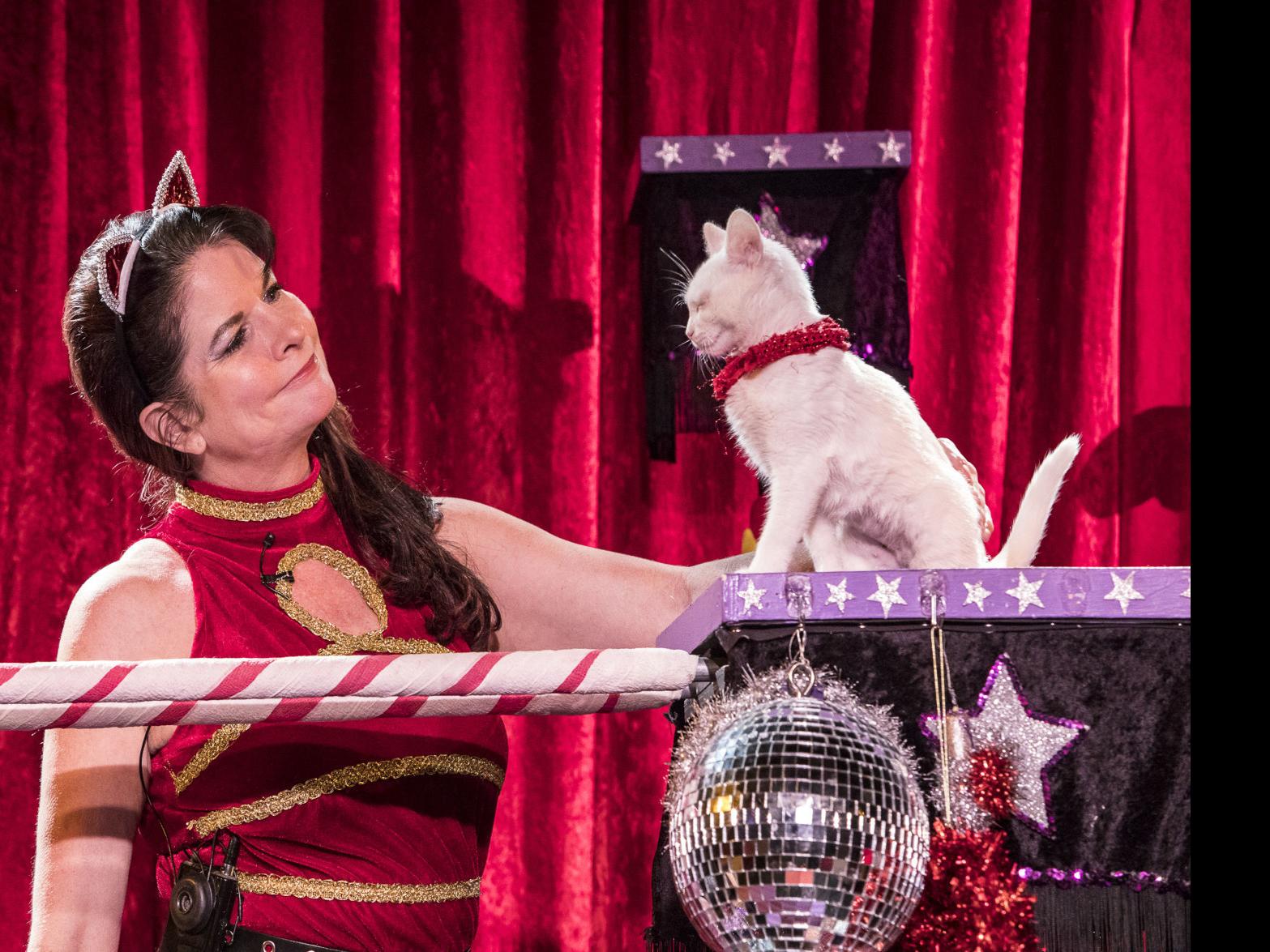 The Allways Lounge packs the holiday schedule with cat tricks, drag queens  and burlesque