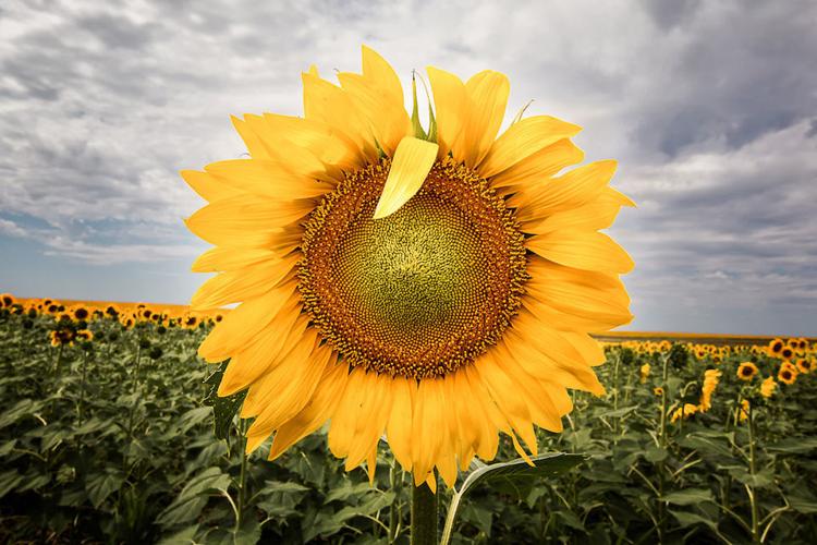 Artscape 'Local Visions' gives viewers a peek behind the lenses of