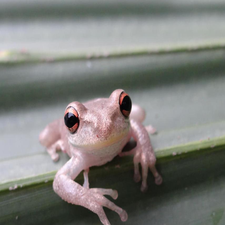 what does a cuban tree frog sound like