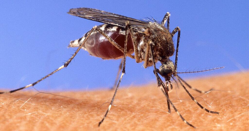 More New Orleans mosquitoes test positive for West Nile virus. Here's where the city will spray.
