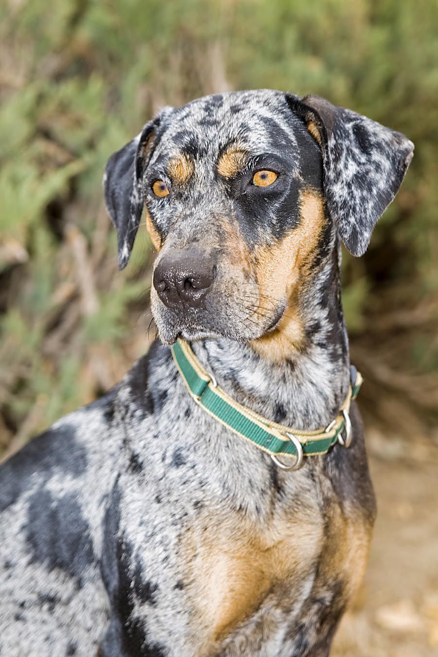 Cur catahoula sales