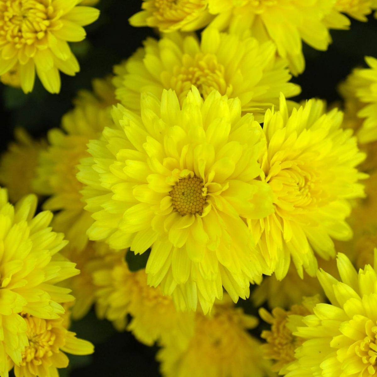 Should I Toss My Potted Chrysanthemums After They Bloom Here S