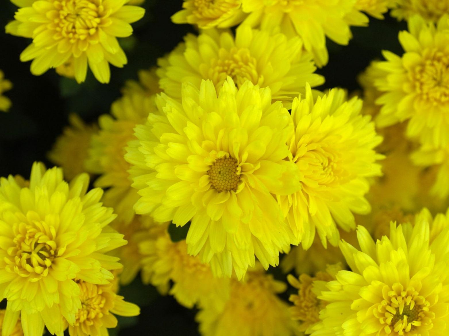 Should I Toss My Potted Chrysanthemums After They Bloom Here S What To Know Home Garden Nola Com