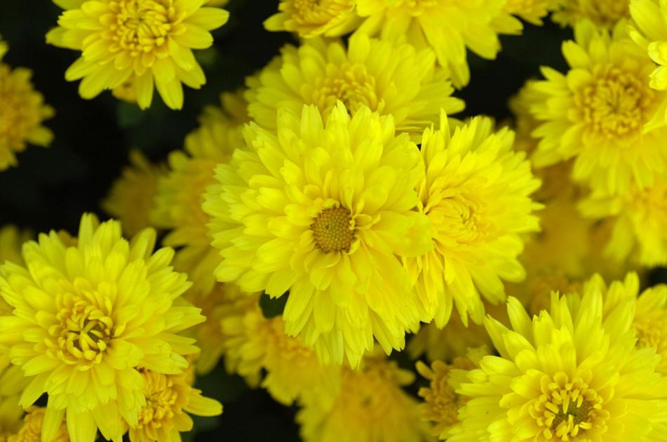 Should I toss my potted chrysanthemums after they bloom? Here's what to ...