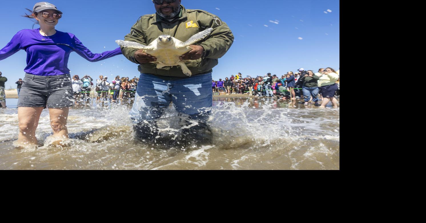 Kemp's ridley turtles back in Gulf after Louisiana recovery ...