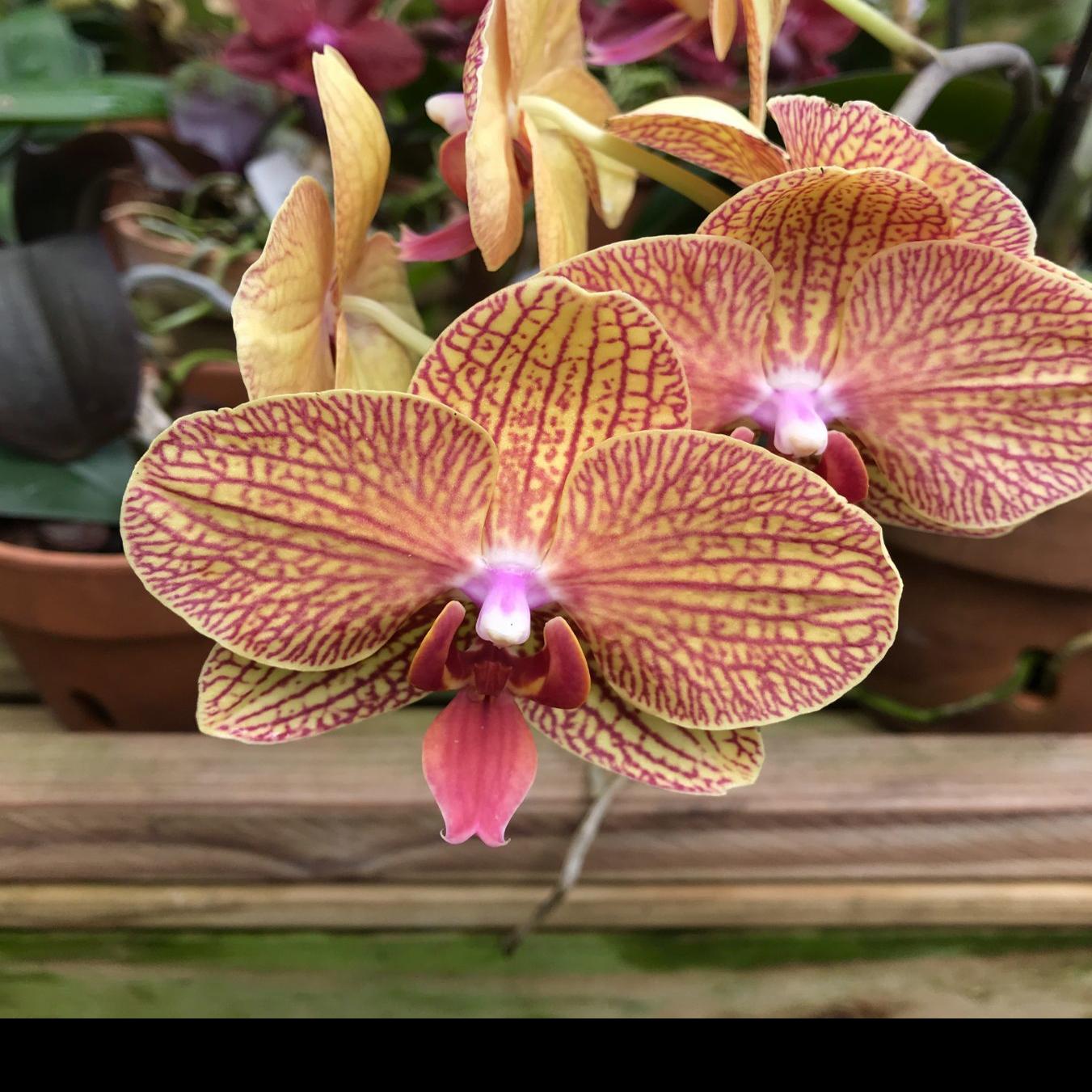 Colorful Collectible Orchids On Display At Show This Weekend Entertainment Life Nola Com