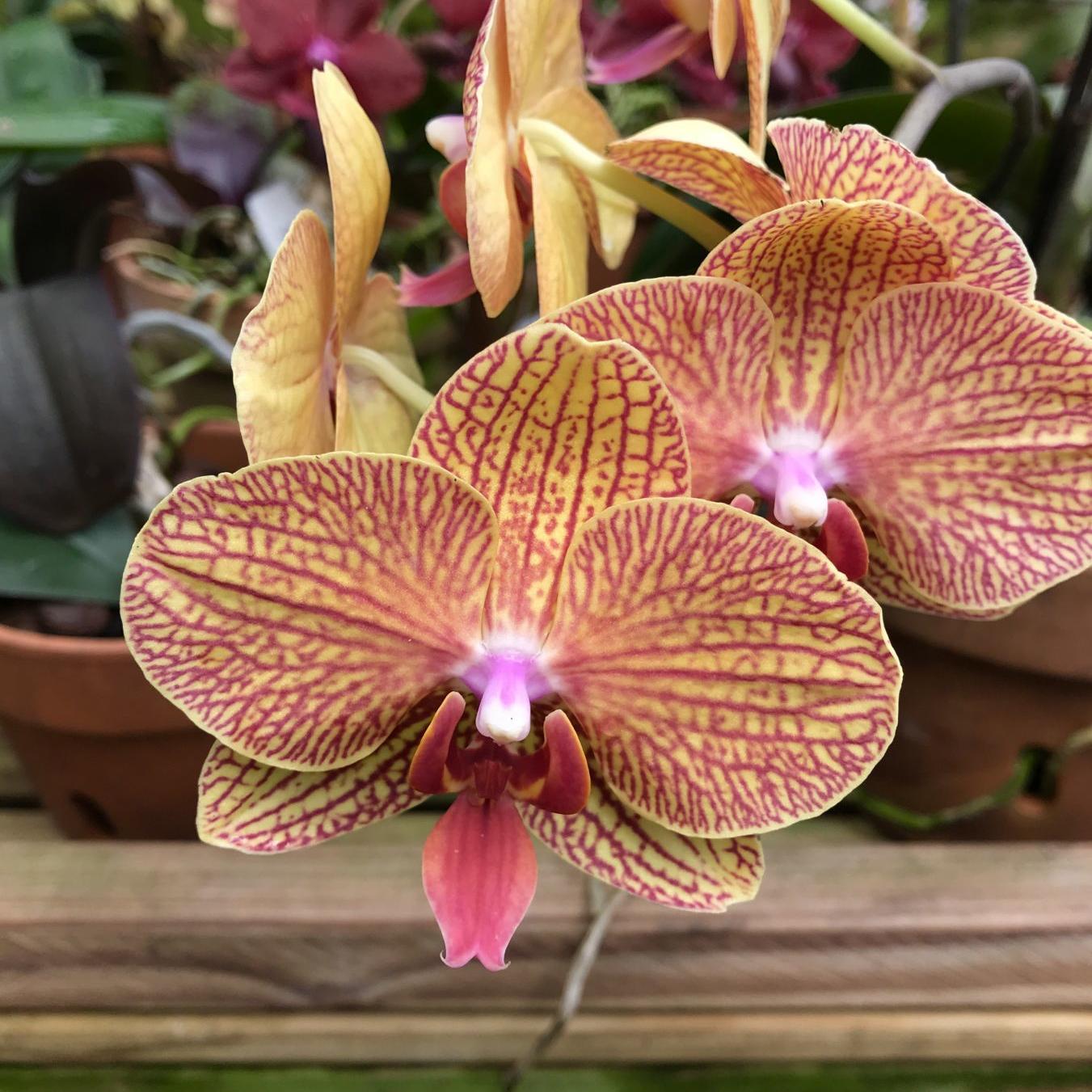 Colorful Collectible Orchids On Display At Show This Weekend Entertainment Life Nola Com