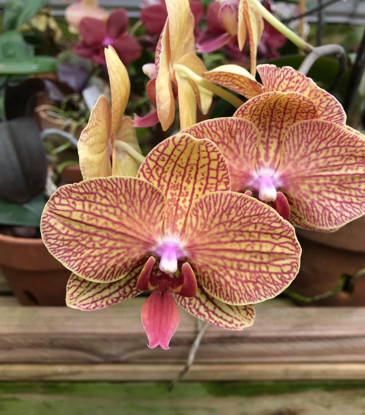Growing Crazy Fondness For Orchids Blooms Into An Addiction For Marrero Fancier Entertainment Life Nola Com