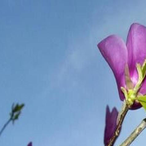 Japanese Magnolias How To Choose Plant And Care For These Spring