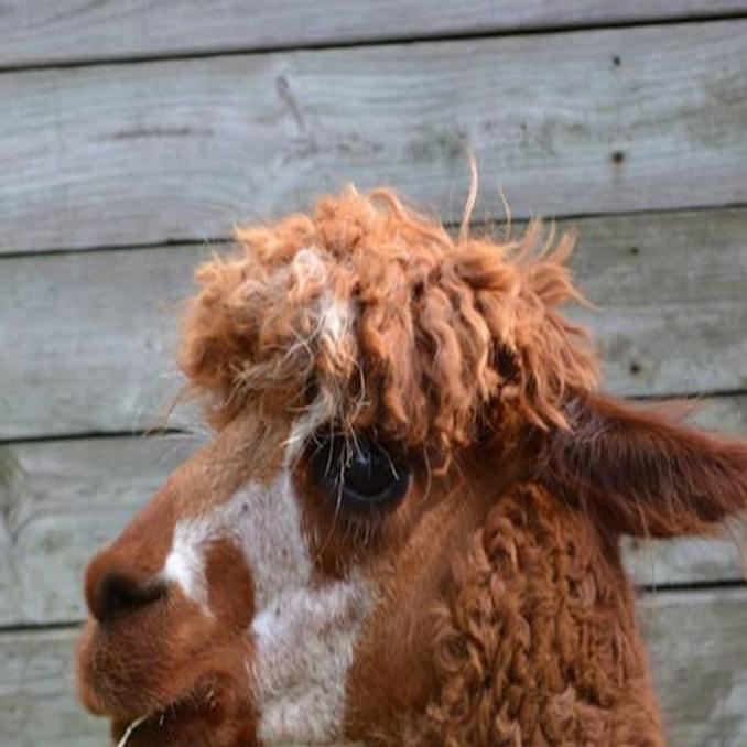 Alpacas Return To The Audubon Zoo News Nola Com
