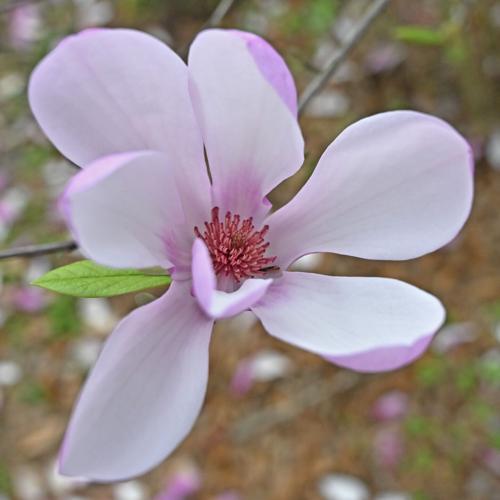 BR.wildinbloom.adv HS 001.JPG