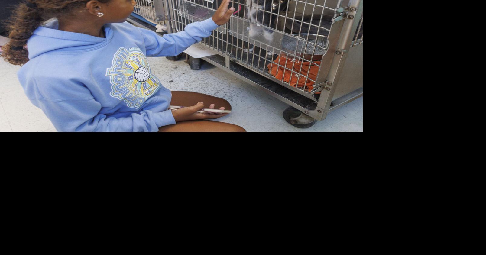 A shelter is alive with animals and people