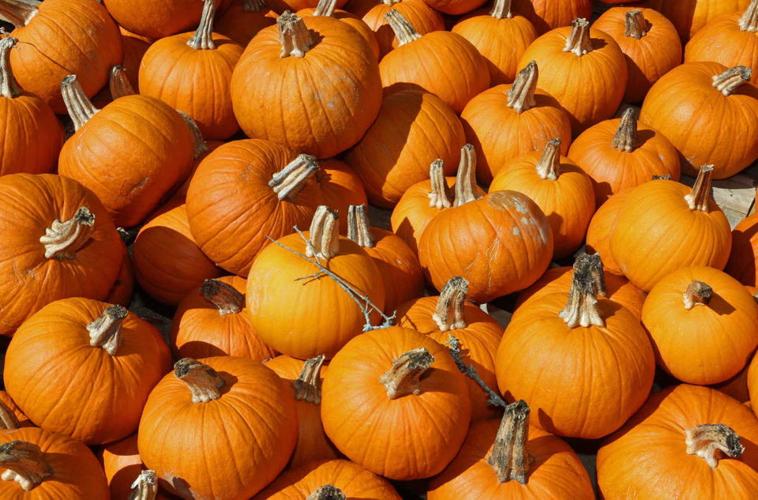 Pumpkin patches to visit in and around New Orleans Archive