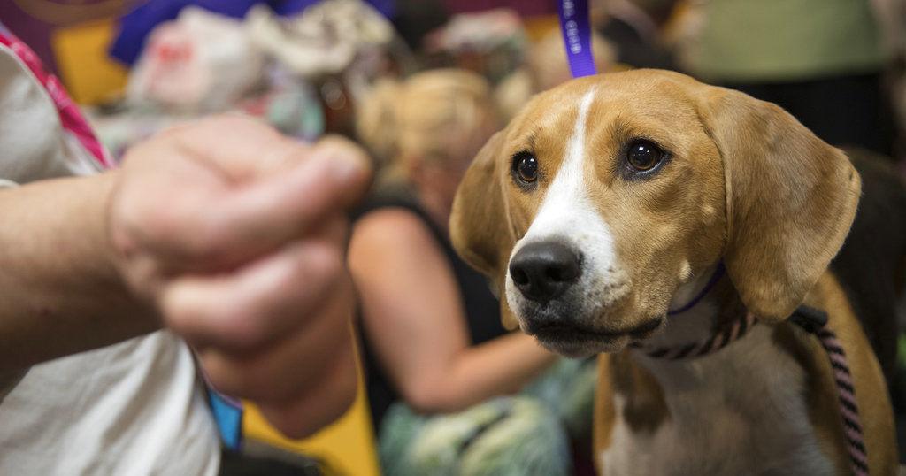 Aging dogs may have eye problems. Here’s how to help them. | Entertainment/Life