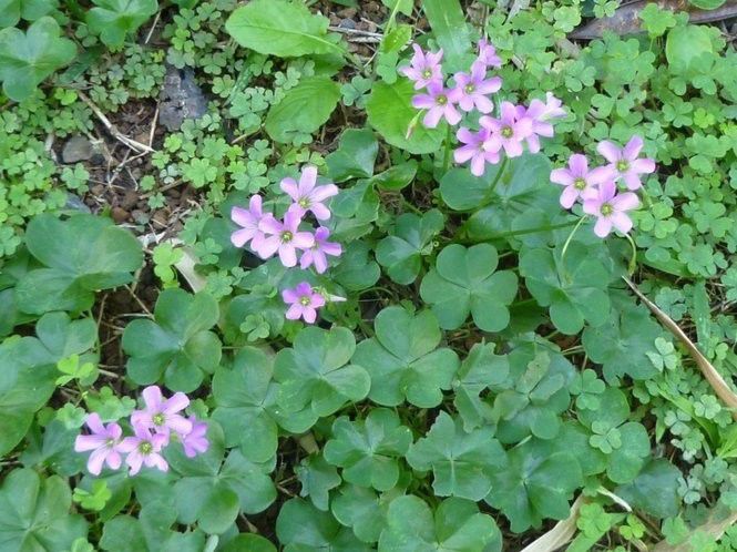 4 tough weeds and how to kill them | Home/Garden | nola.com