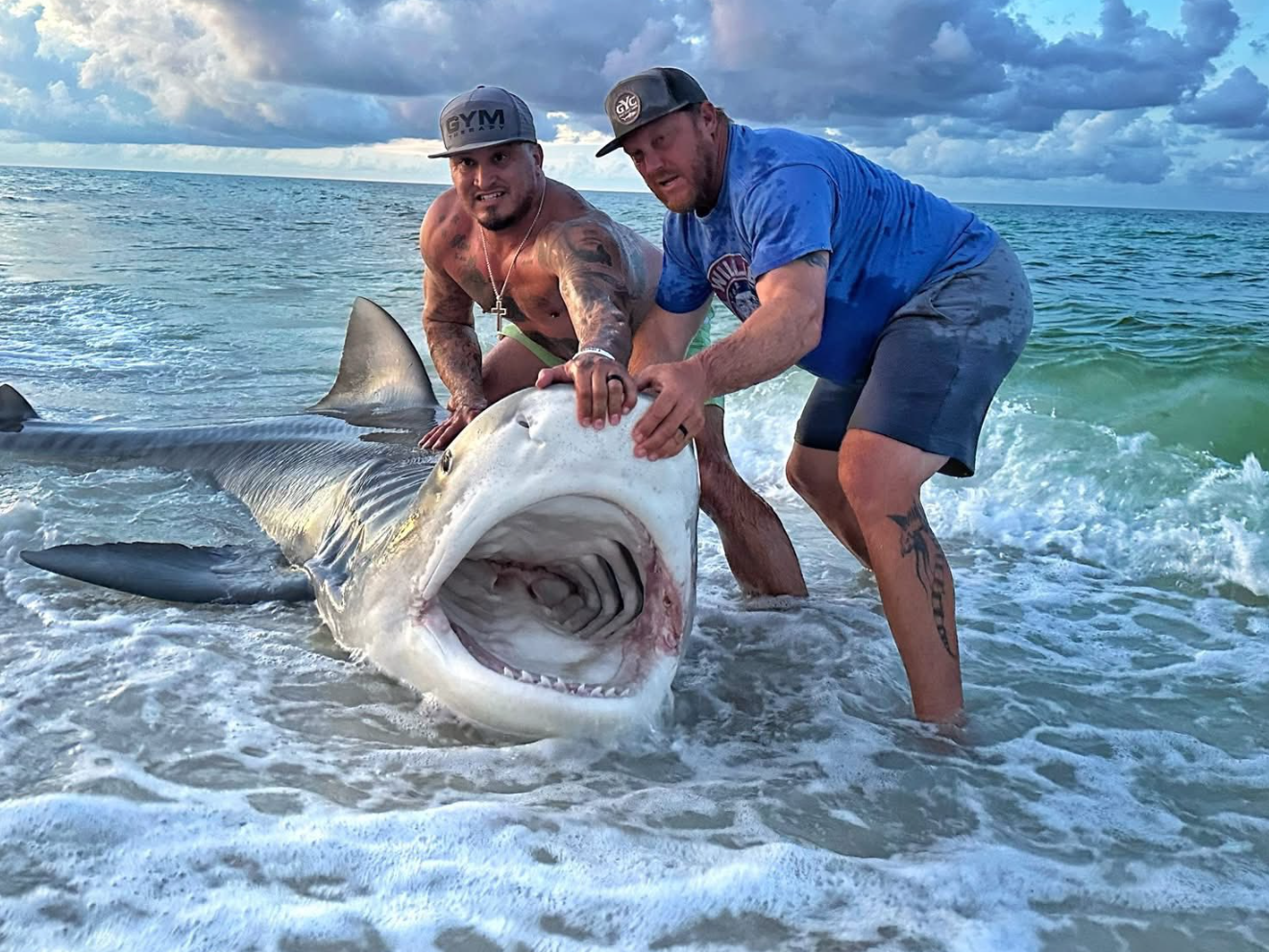 Anglers catch 1,000-pound tiger shark in Pensacola | Gulf Coast | nola.com