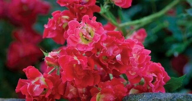 Need some stunning fall color? Try planting the hearty and easy-to-grow ...