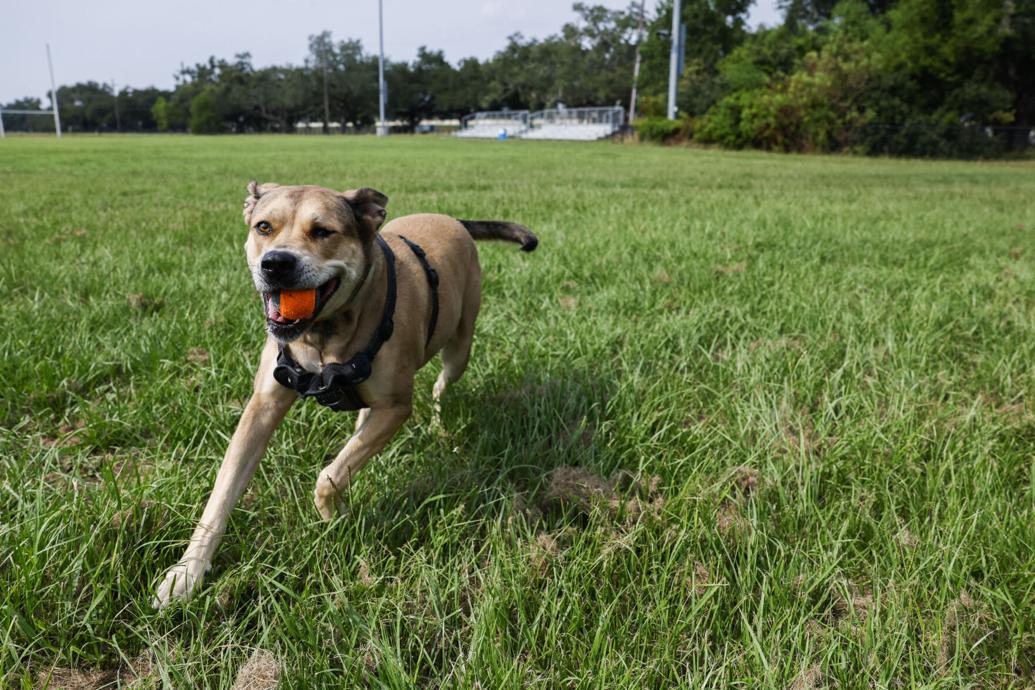 Meet these New Orleans Dogs around Town Photos
