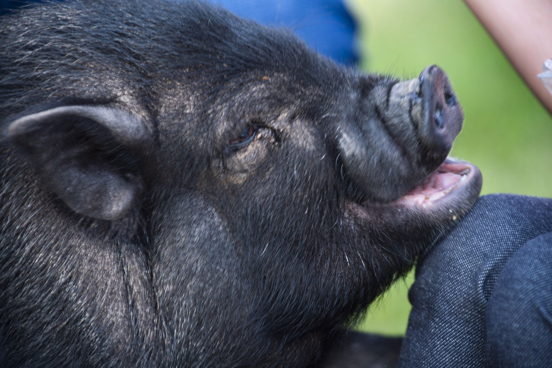 They're Smart, Clean And Snuggly: Try A Potbellied Pig As Your Next Pet ...