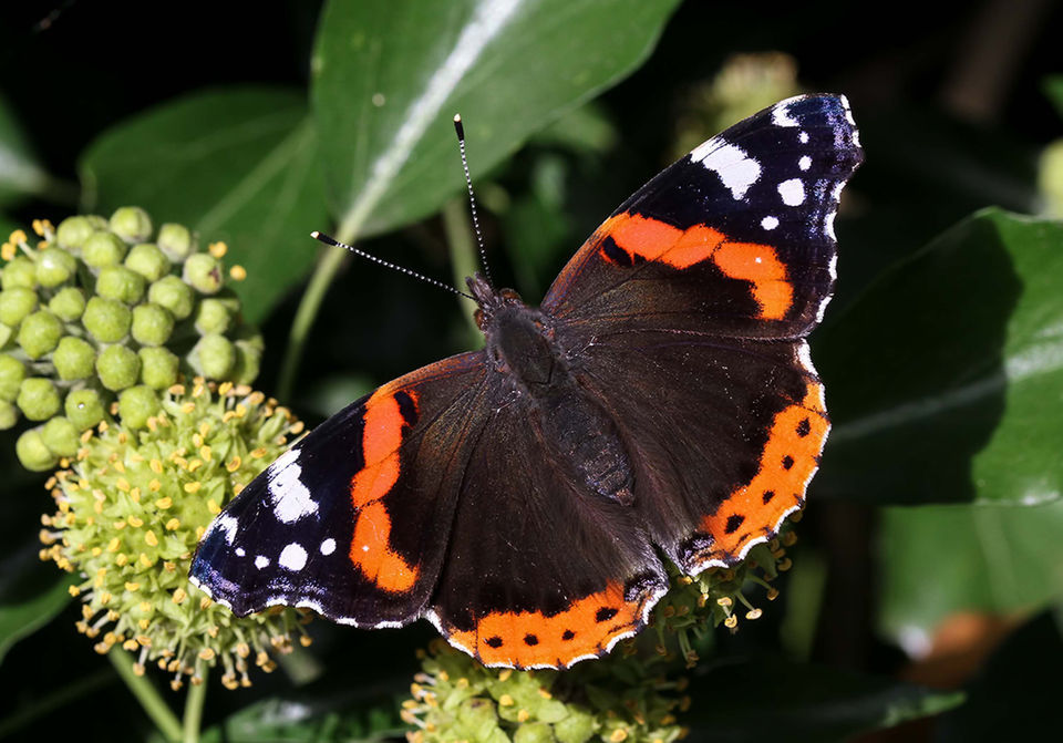 Louisiana butterflies See 28 winged beauties that call our state home