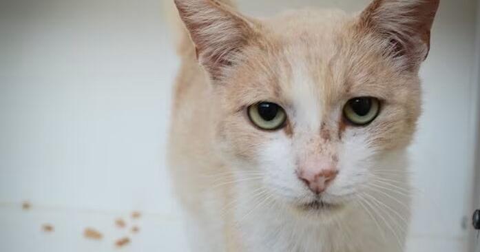 Meet Louis! He is an affectionate, gentle cat and is our pet of the week.