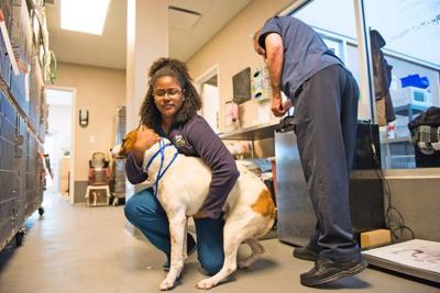 Ask the vet: How to treat an animal after a heartworm diagnosis (copy)