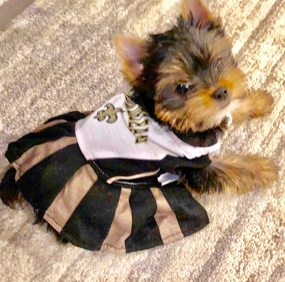 The Who-Dog Nation: See photos of the New Orleans Saints' furry