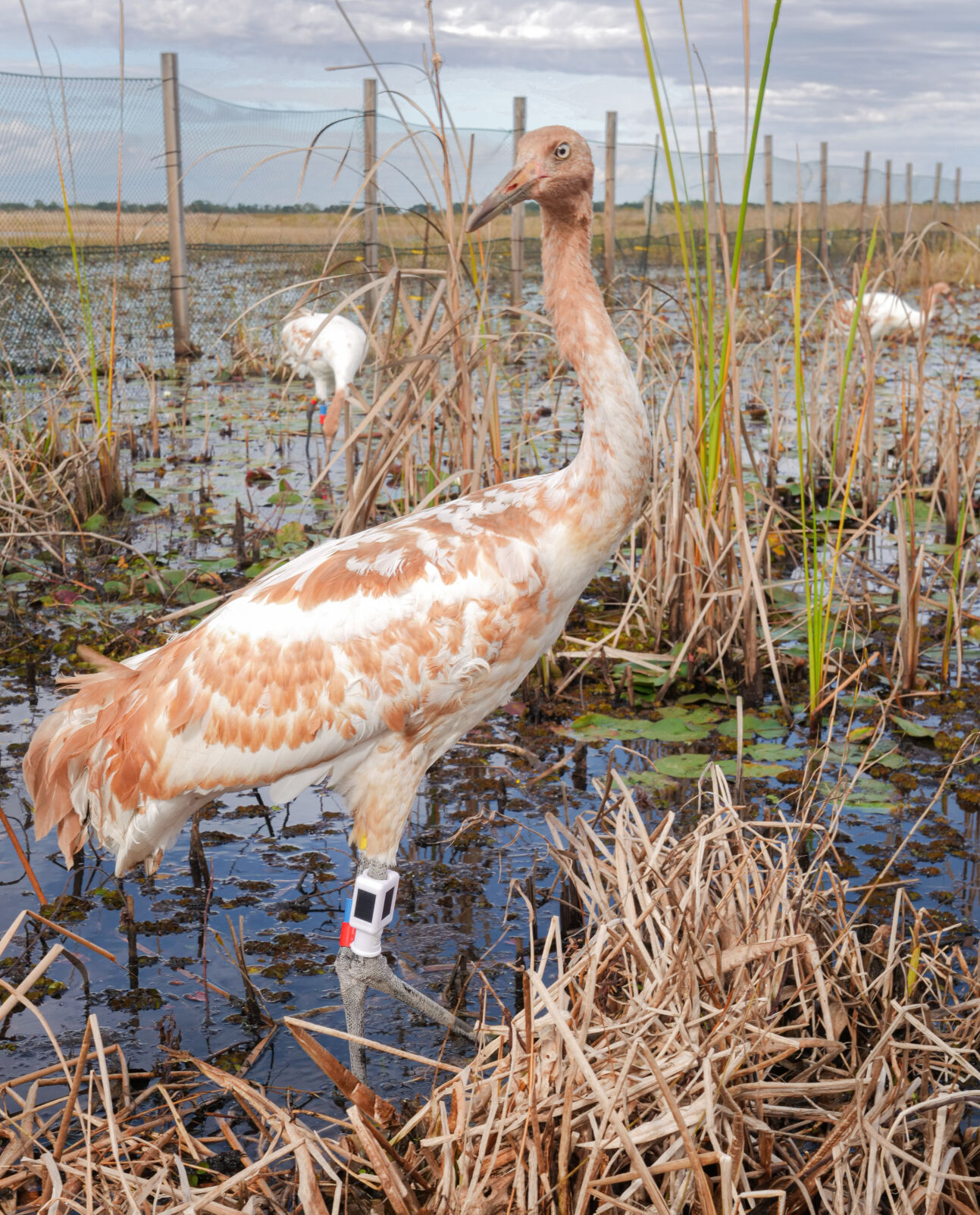 Whooping Crane in Louisiana Success Story