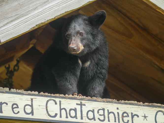 Bear Cub 12.4.22-1.jpg