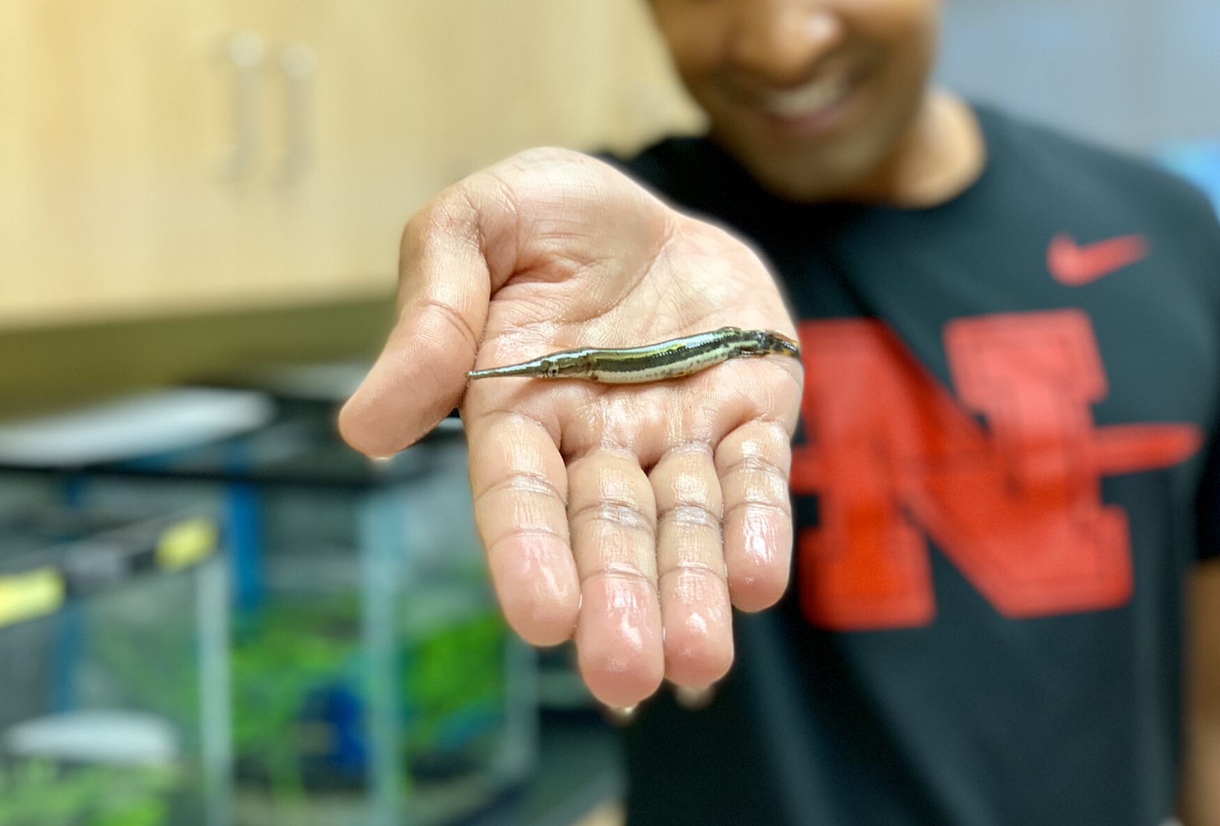Gar could be a 'Rosetta Stone' for gene research -- and Louisiana can supply them - Vimarsana News