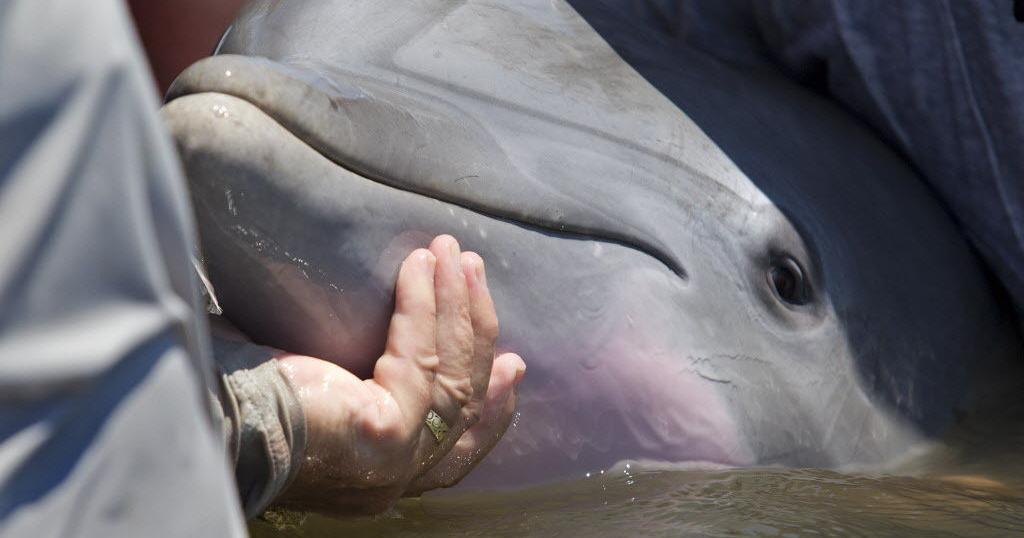 Feds grant waiver of law protecting dolphins for proposed sediment ...