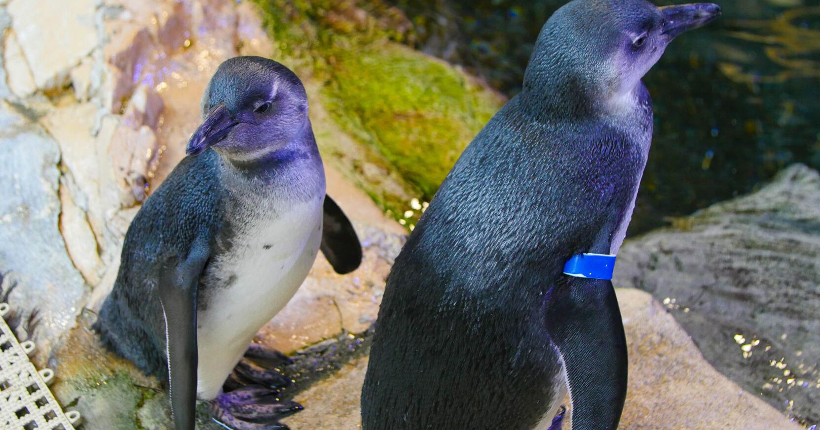 Audubon Aquarium names two African penguin chicks | News - Vimarsana News