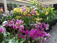 Metairie Woman S Love Of Orchids Blooms From First Plant Archive Nola Com