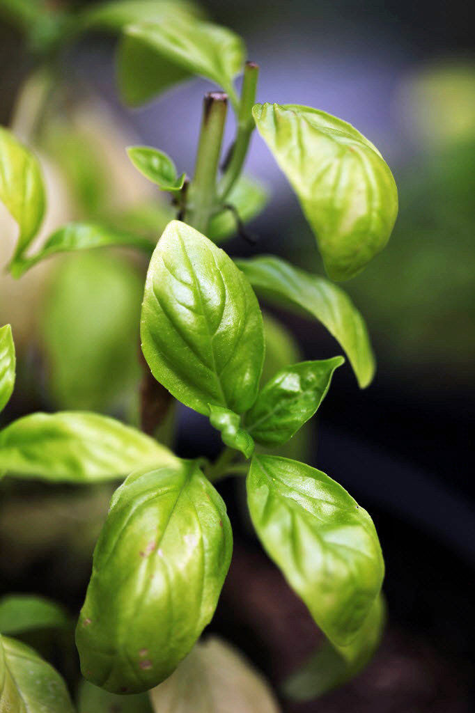 4 recipes for using the last of the summer herbs Cooking Creole