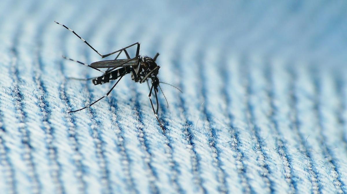 How rainy weather is keeping droughtloving mosquitoes with West Nile